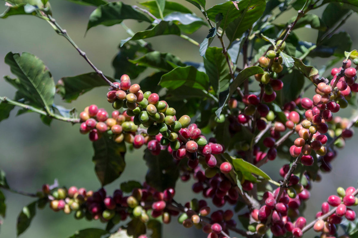 Costa Rica SL-28 – 16 oz– Limited Special Release